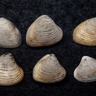 Fossile Muscheln aus der Tertiärzeit - Nucula georgiana