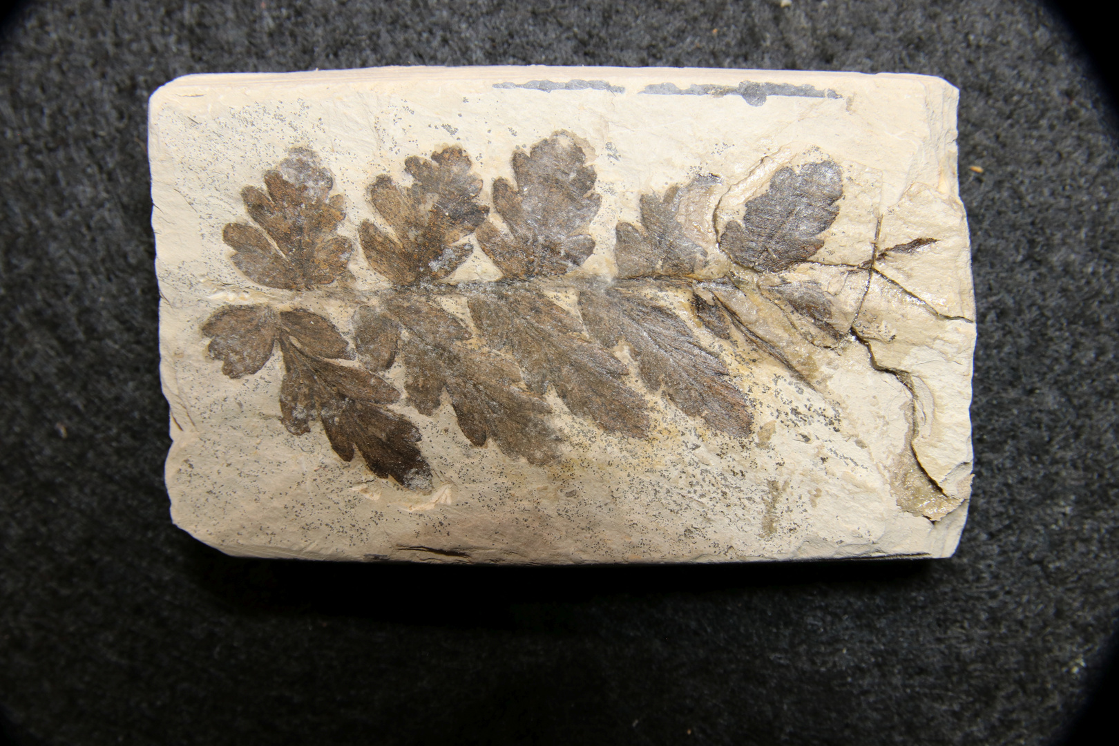 Fossile Pflanzen aus dem Oberkarbon - Mariopteris hirsuta