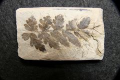 Fossile Pflanzen aus dem Oberkarbon - Mariopteris hirsuta