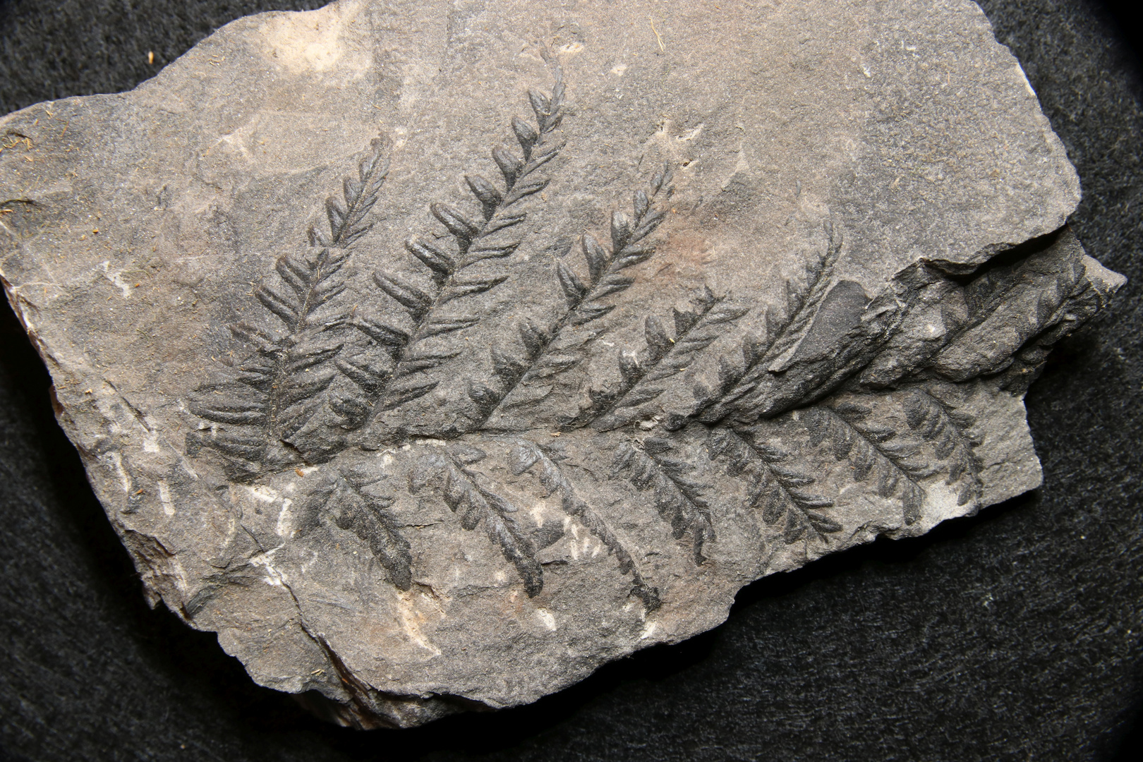 Fossile Pflanzen aus dem Oberkarbon - Pecopteris