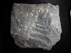 Fossile Pflanzen aus dem Oberkarbon von Bessèges/Frankreich