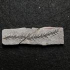 Fossile Pflanzen aus dem Perm - Lebachia hypnoides