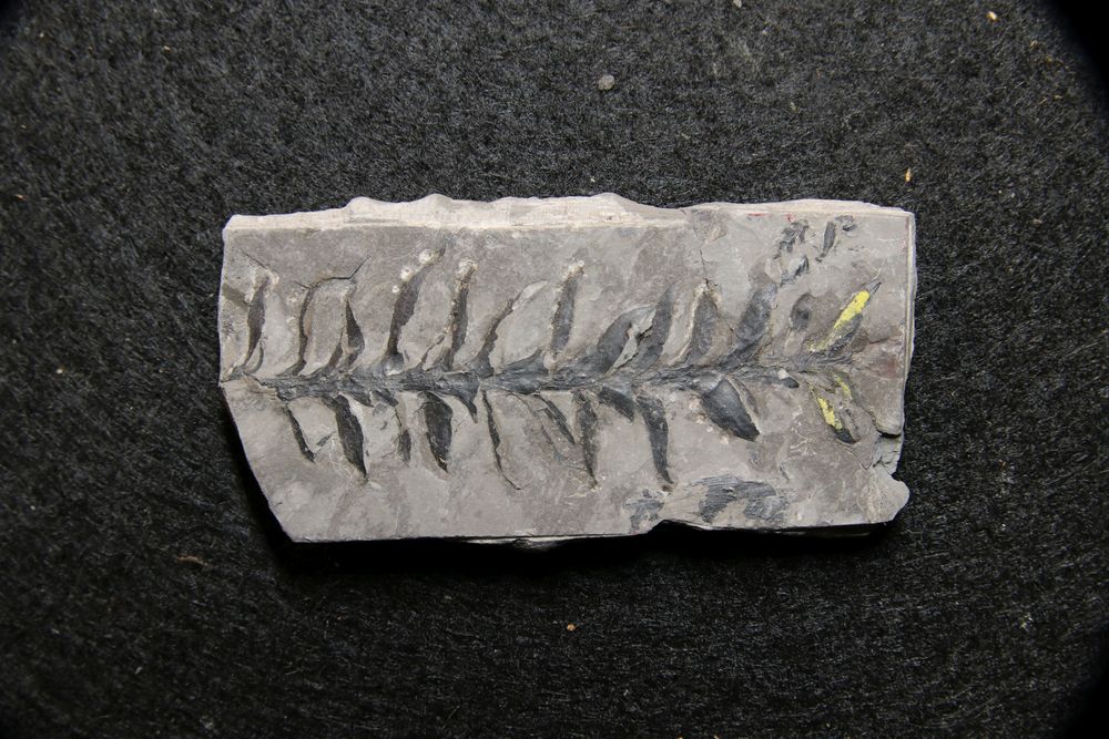 Fossile Pflanzen aus dem Perm - Walchia germanica