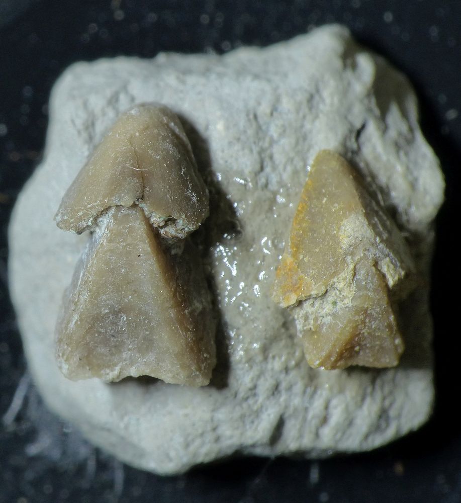 Fossile Rhyncholithen aus der Kreidezeit - Rhynchoteuthis minima