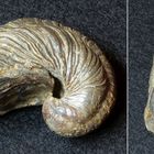 Fossile Schaumauster aus der Jurazeit - Gryphaea arcuata