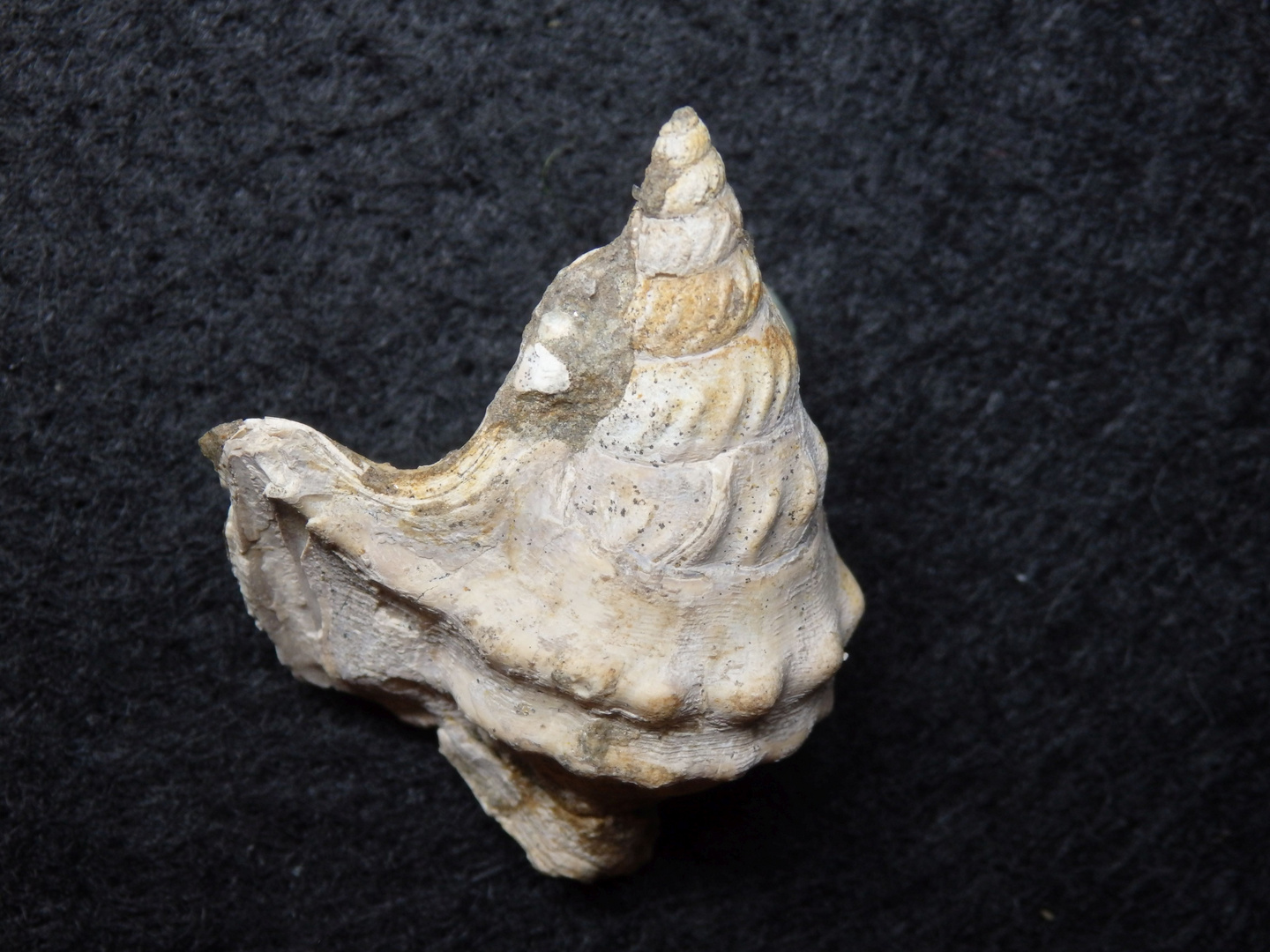 Fossile Schnecke aus dem Tertiär - Dänemark
