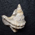 Fossile Schnecke aus dem Tertiär - Dänemark