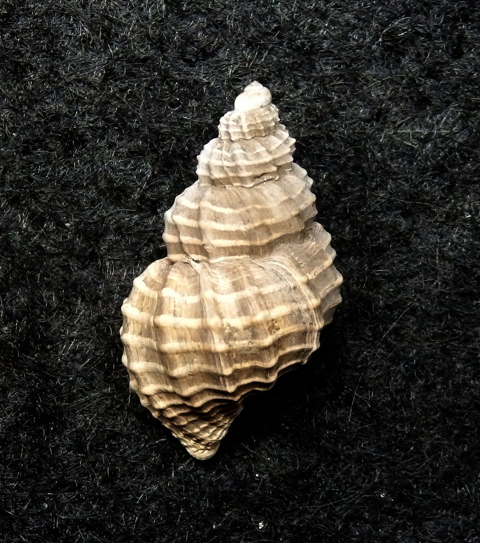 Fossile Schnecke aus dem Tertiär - Gram, Dänemark