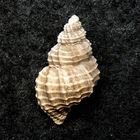 Fossile Schnecke aus dem Tertiär - Gram, Dänemark