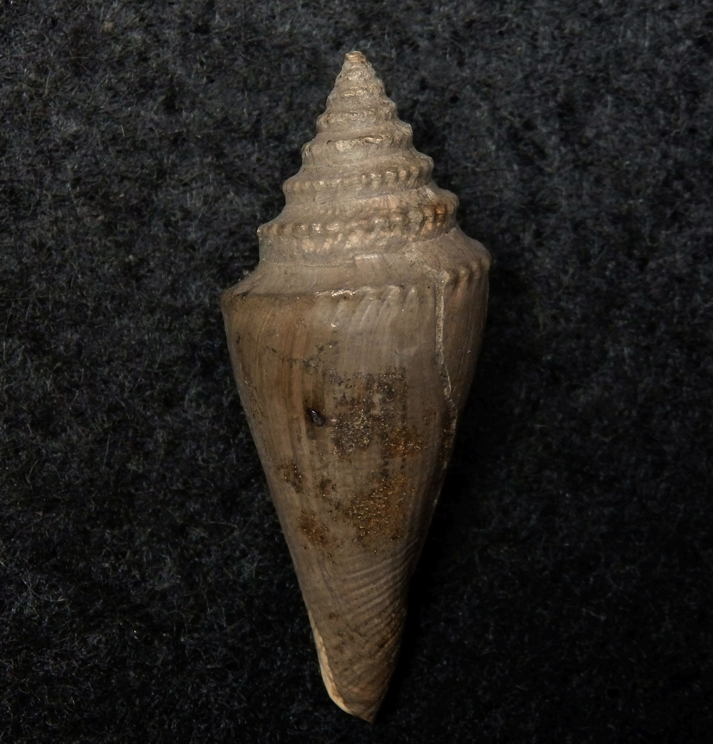Fossile Schnecke aus dem Tertiär - Gram, Dänemark