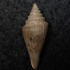 Fossile Schnecke aus dem Tertiär - Gram, Dänemark