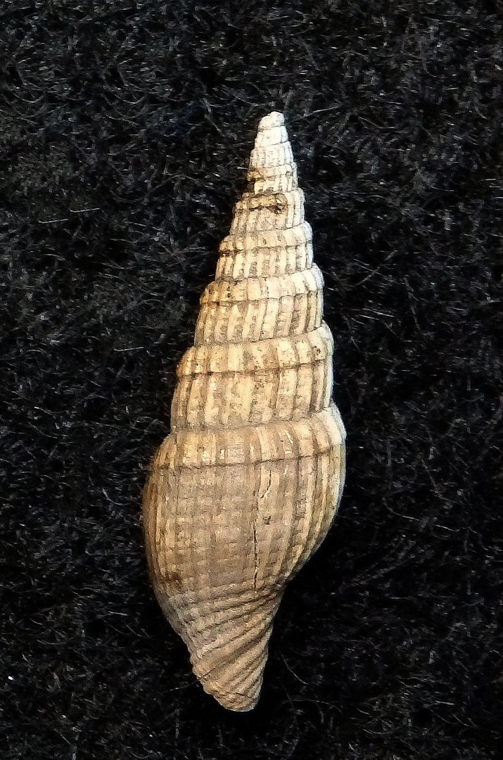 Fossile Schnecke aus dem Tertiär - Gram, Dänemark