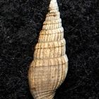 Fossile Schnecke aus dem Tertiär - Gram, Dänemark