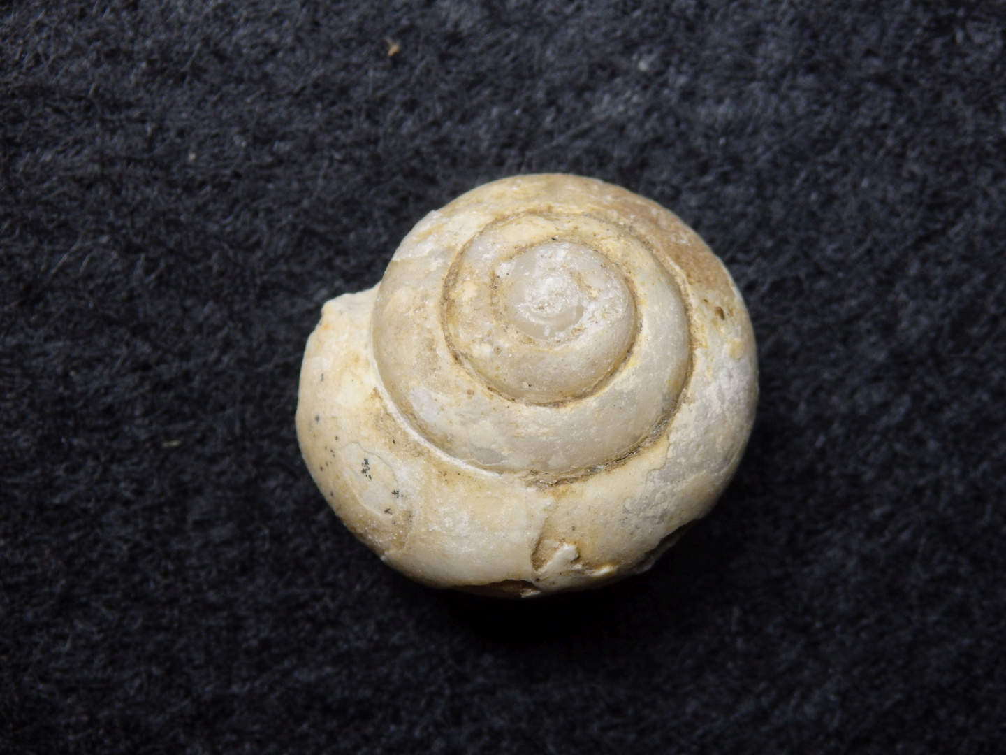 Fossile Schnecke aus dem Tertiär Süddeutschlands