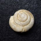 Fossile Schnecke aus dem Tertiär Süddeutschlands