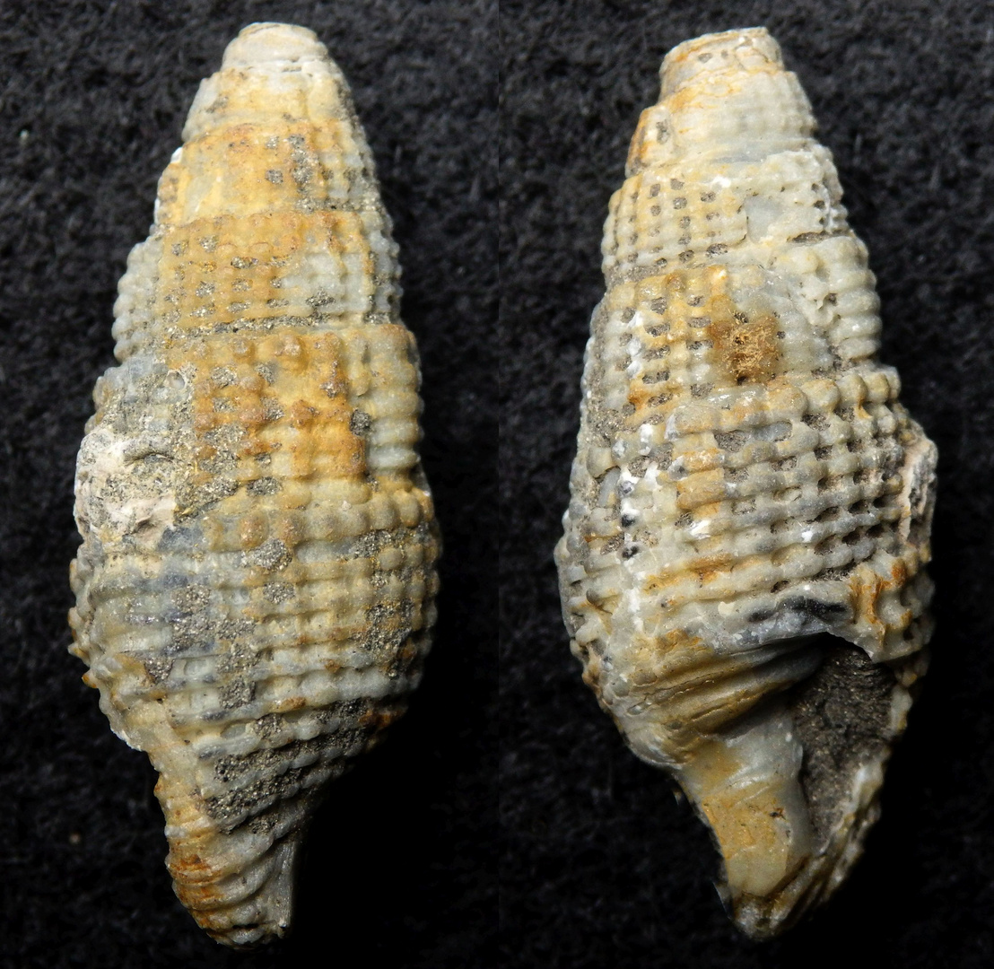 Fossile Schnecke aus dem Tertiär - Weitendorf/Österreich