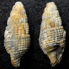 Fossile Schnecke aus dem Tertiär - Weitendorf/Österreich