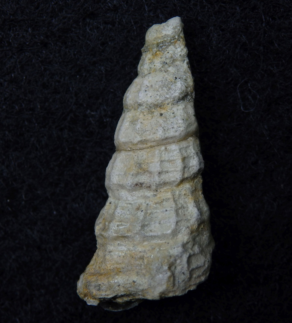 Fossile Schnecke aus der Kreidezeit