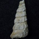 Fossile Schnecke aus der Kreidezeit