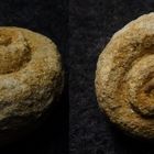 Fossile Schnecke aus der Kreidezeit