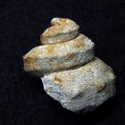 Fossile Schnecke aus der Kreidezeit