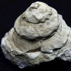 Fossile Schnecke aus der Kreidezeit