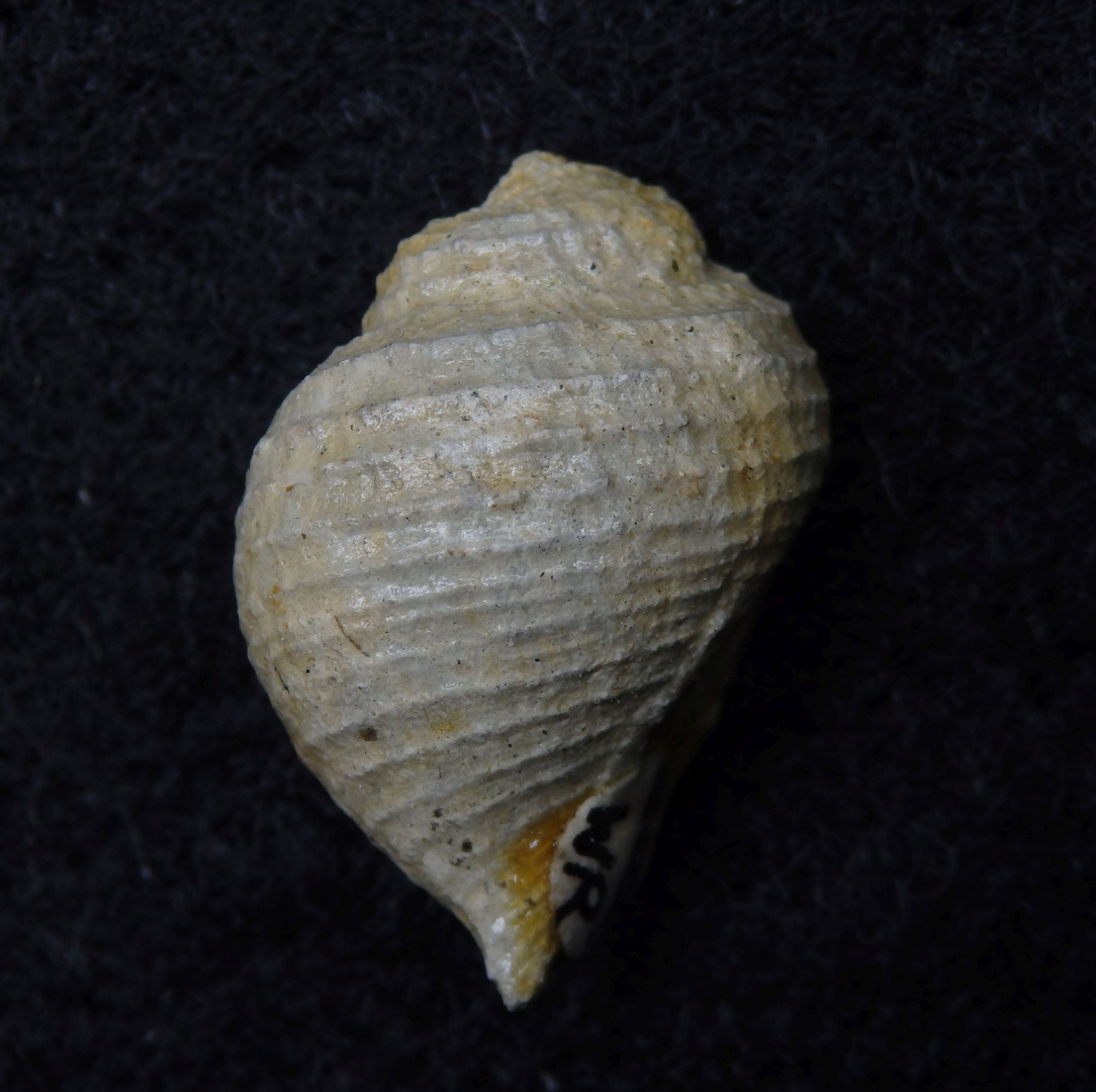 Fossile Schnecke aus der Kreidezeit