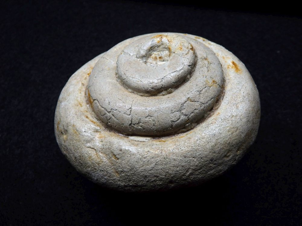 Fossile Schnecke aus der Kreidezeit - Leptomaria plana