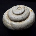 Fossile Schnecke aus der Kreidezeit - Leptomaria plana