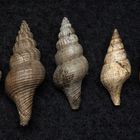 Fossile Schnecken aus dem Tertiär - Gram, Dänemark