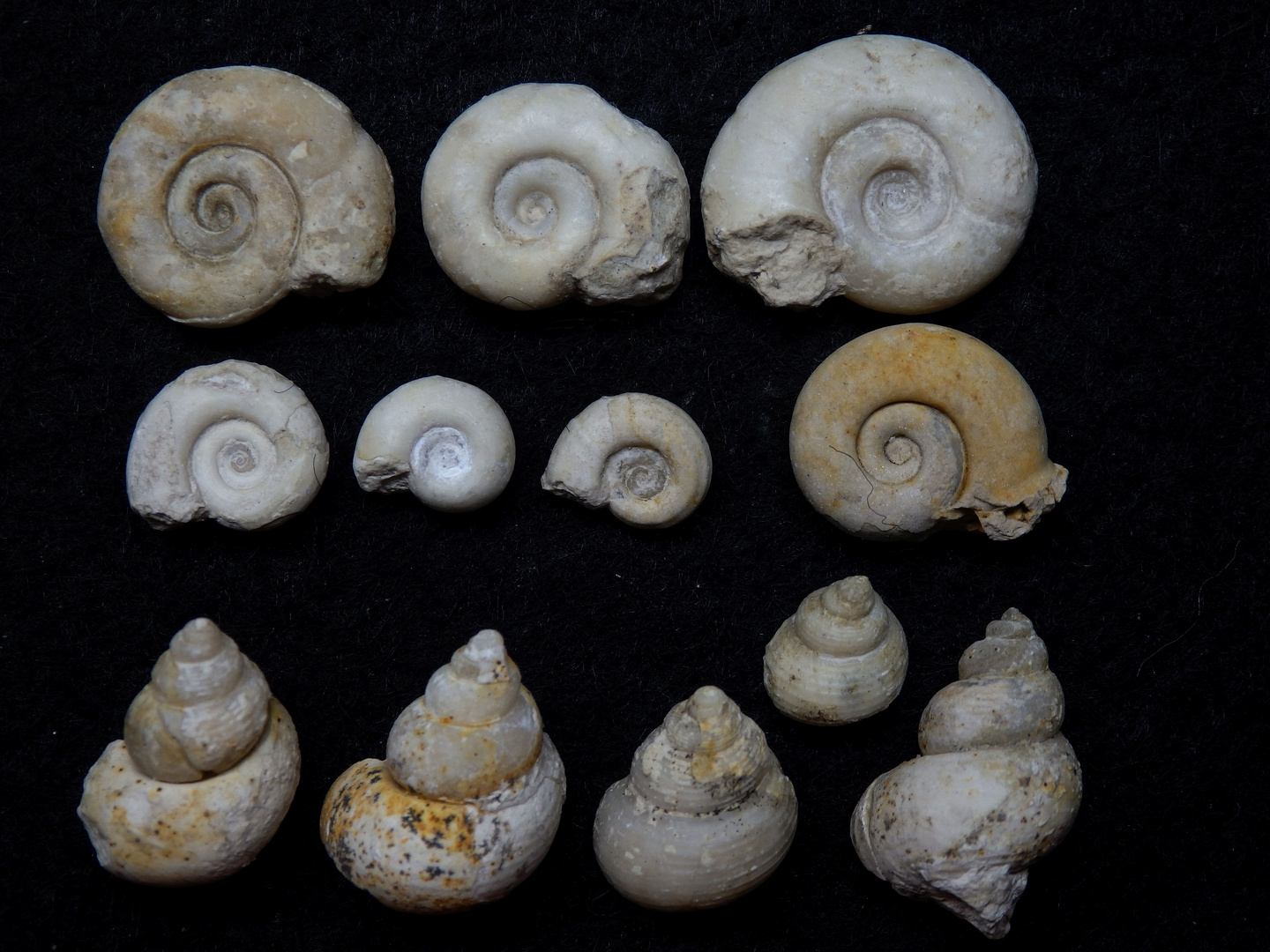 Fossile Schnecken aus dem Tertiär Süddeutschlands