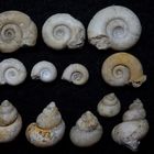 Fossile Schnecken aus dem Tertiär Süddeutschlands