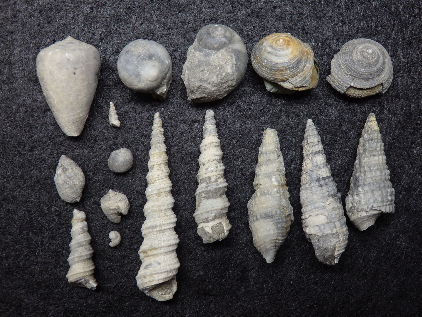 Fossile Schnecken aus dem Tertiär - Weitendorf/Österreich