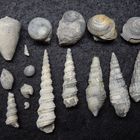 Fossile Schnecken aus dem Tertiär - Weitendorf/Österreich