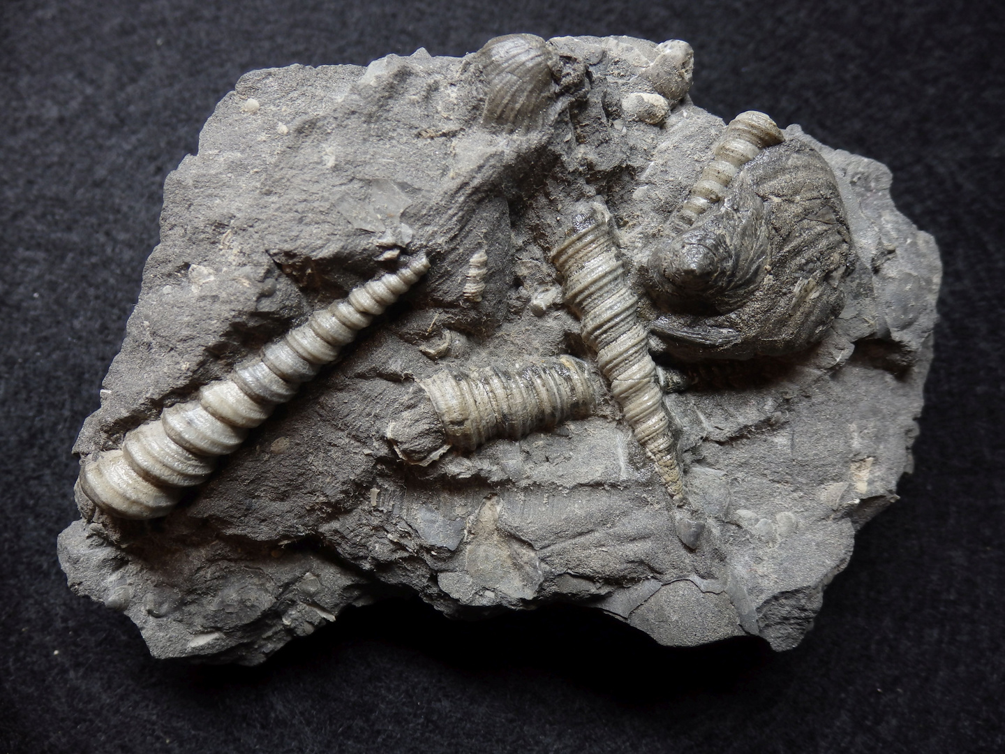 Fossile Schnecken aus dem Tertiär - Weitendorf/Österreich