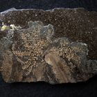 Fossile Seelilie aus der Jurazeit - Pentacrinites fossilis