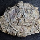 Fossile Seelilienstielglieder aus der Jurazeit - Isocrinus basaltiformis
