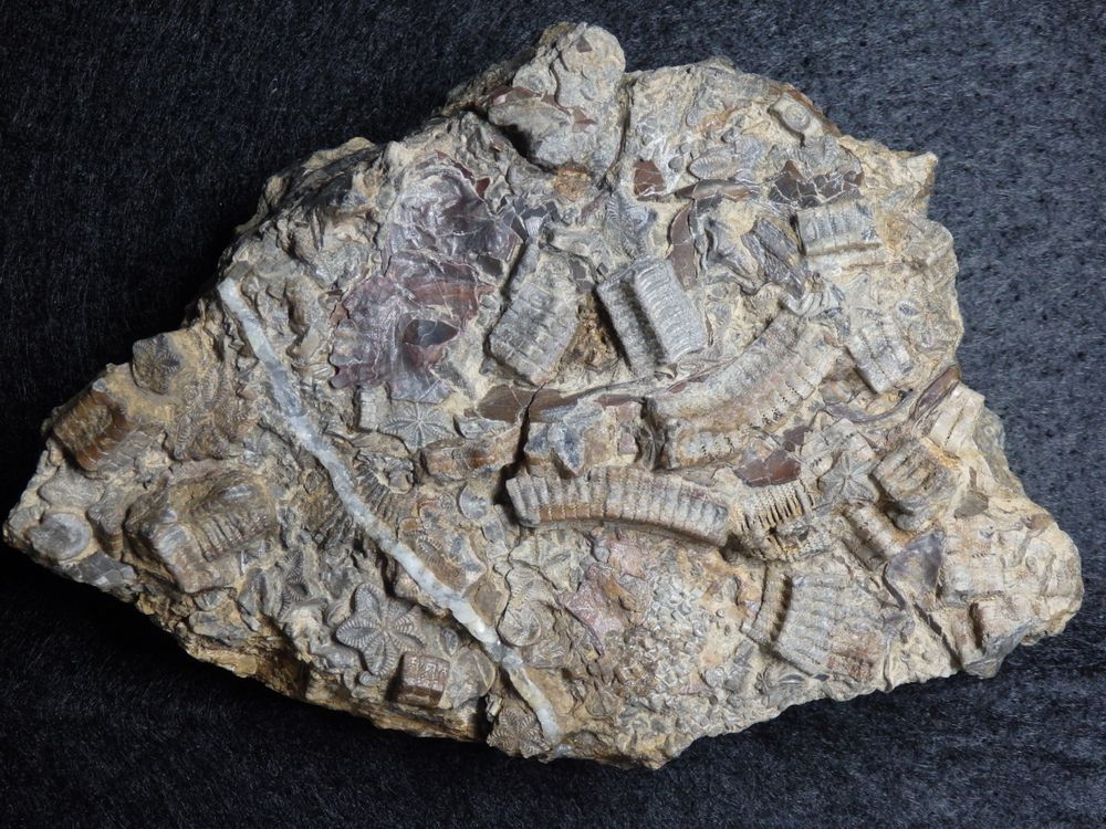 Fossile Seelilienstielglieder aus der Jurazeit - Isocrinus basaltiformis