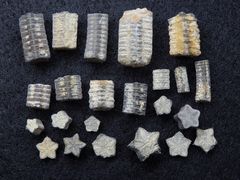 Fossile Seelilienstielglieder aus der Jurazeit - Isocrinus sp.