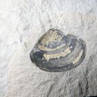 Fossile Trogmuschel aus der Kreidezeit - Mactra bosquetiana