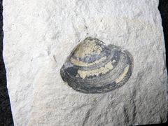 Fossile Trogmuschel aus der Kreidezeit - Mactra bosquetiana