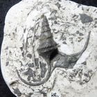 Fossile Turmschnecke aus der Jurazeit - Alaria subpunctata