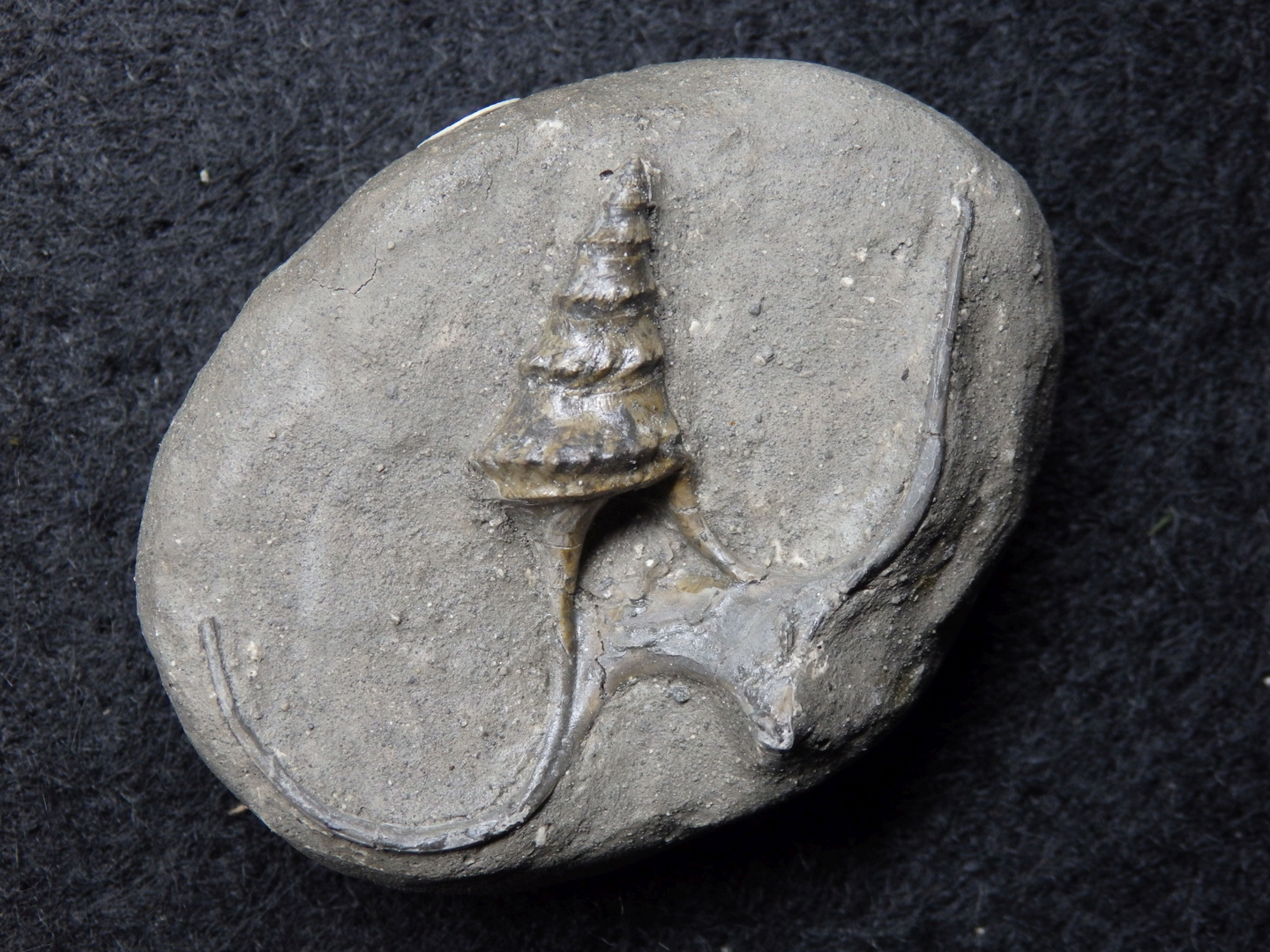 Fossile Turmschnecke aus der Jurazeit - Alaria subpunctata