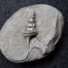 Fossile Turmschnecke aus der Jurazeit - Alaria subpunctata