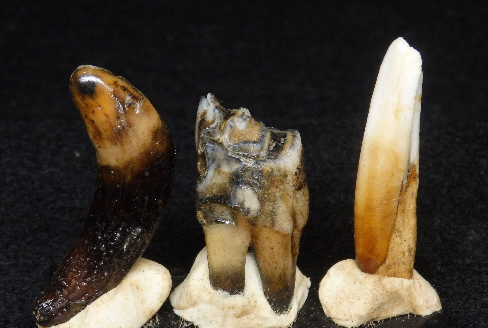 Fossile Zähne aus dem eiszeitlichen Geschiebe in Münster/NRW