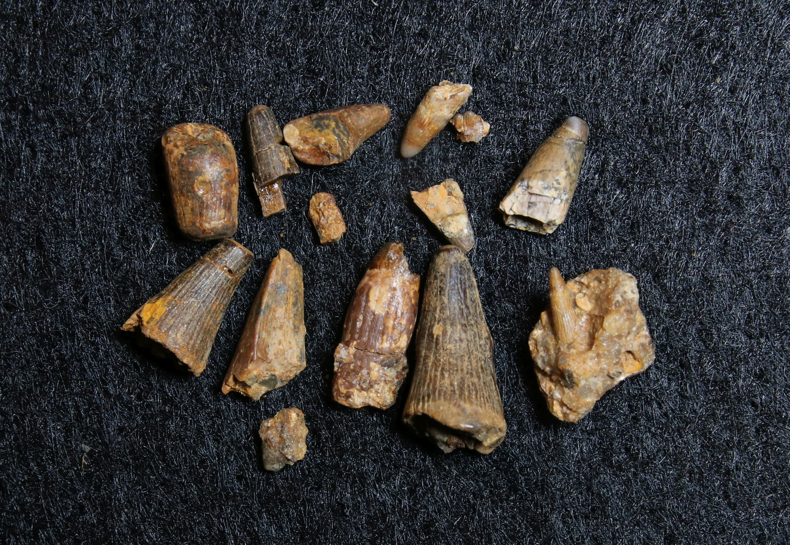 Fossile Zähne aus der Triaszeit - Termatosaurus albertii