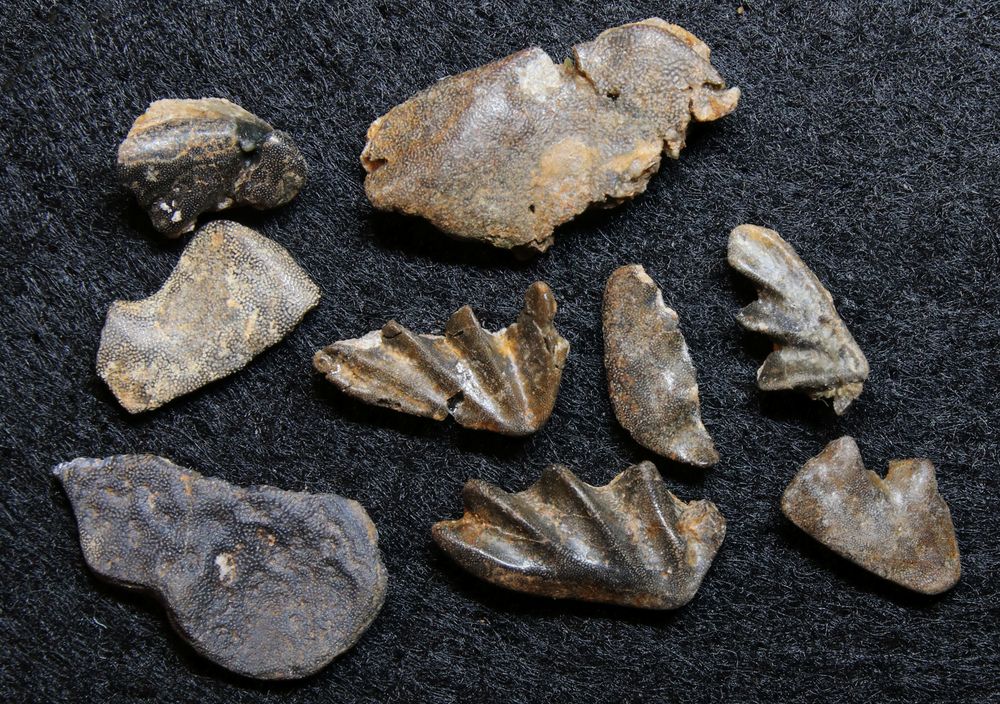 Fossile Zähne aus der Triaszeit - Zahnplatten von Lungenfischen