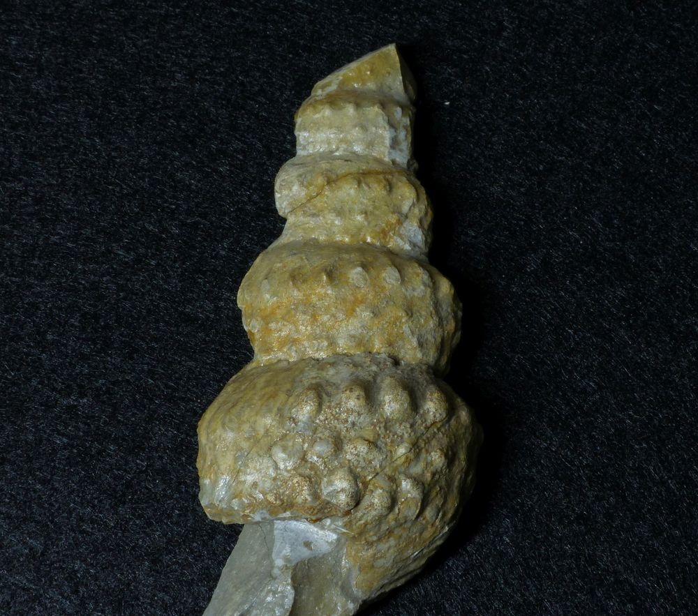 Fossiler Ammonit aus der Kreidezeit - Turrilites (Mariella) lewesiensis