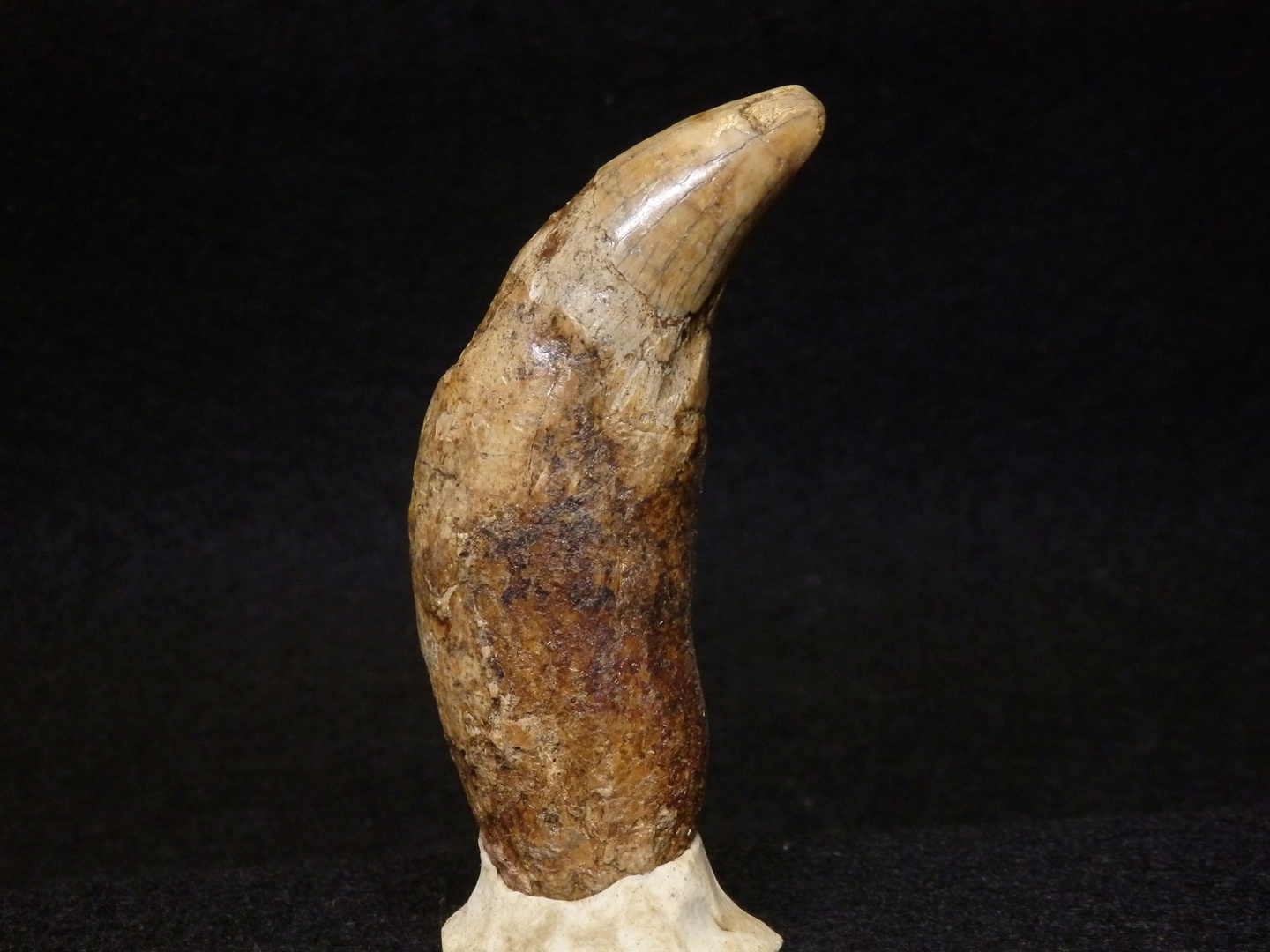 Fossiler Eckzahn des Höhlenbären (Ursus spelaeus) aus dem Pleistozän Foto & Bild natur Fossiler Eckzahn des Höhlenbären (Ursus spelaeus) aus dem Pleistozän Foto & Bild natur