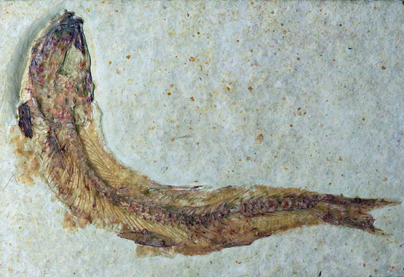 Fossiler Fisch aus der Jurazeit - Leptolepis knorri